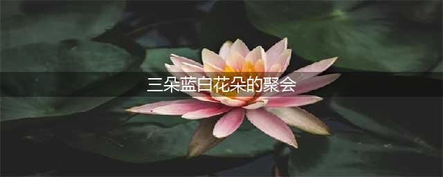 《航海王热血航线》三朵蓝白花朵的聚会坐标 罗格镇三朵蓝白花朵的聚会在哪里(三朵蓝白花朵的聚会)